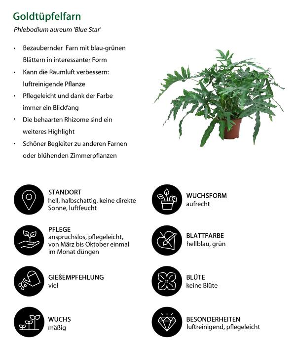 Farn-Set, 3-teilig