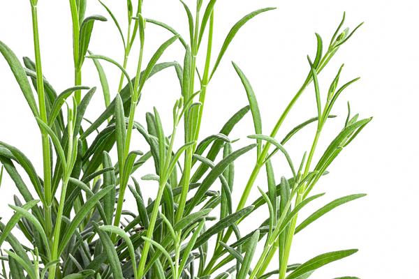 Bio Lavendel 'Grappenhall'