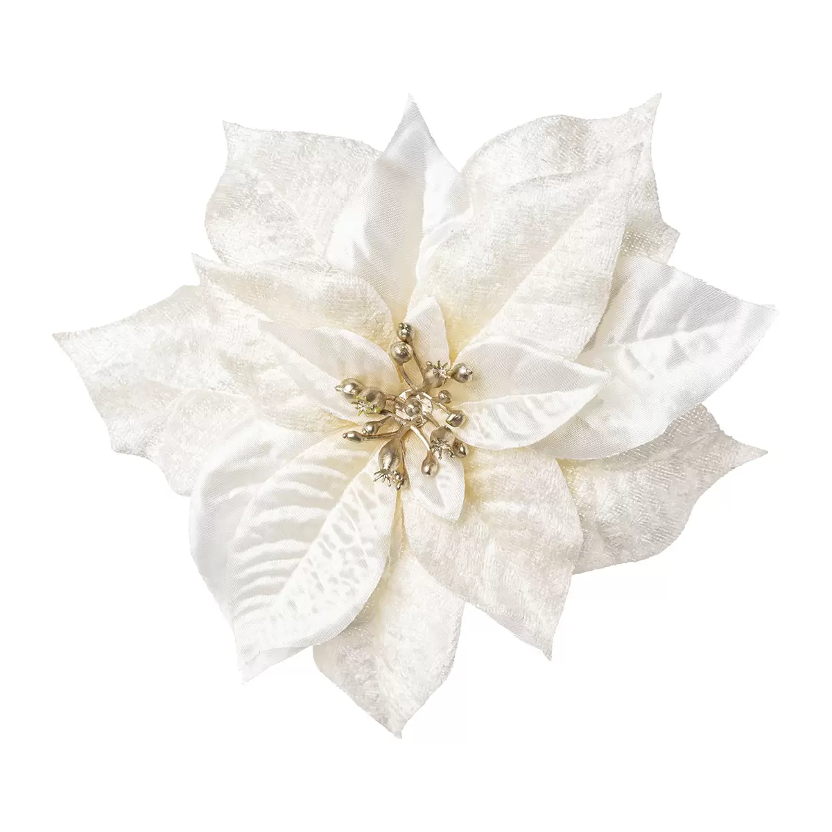 Pointsetienblüte mit Clip Burgi Creme
