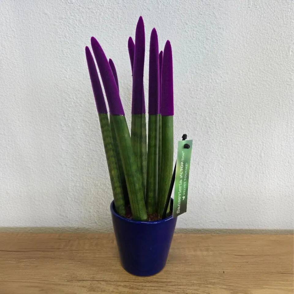 Afrikaanse Speerplant - Sansevieria cylindrica - Hoogte 20-40cm - Pot 9cm