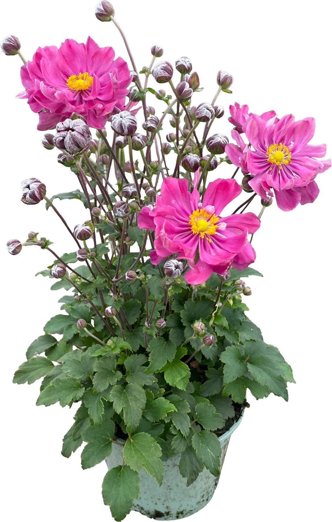 Herfstanemoon (Anemone hupehensis 'Prinz Heinrich') D 9 H 15 cm