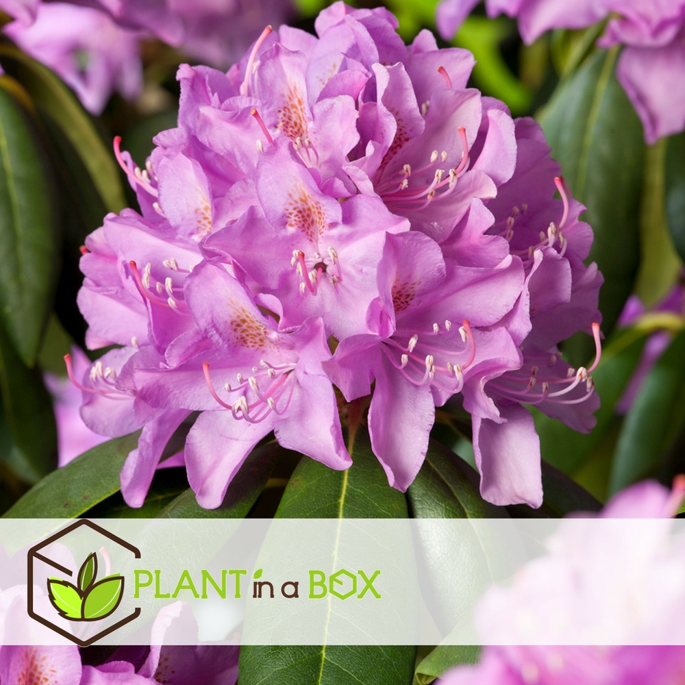 Rhododendron 'elegans pink' rose - set de 3 - pot 9cm - hauteur 25-40cm
