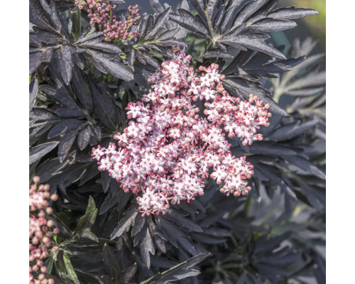 Zuilvlier Zwarte vlier FloraSelf Sambucus nigra 'Laced Up' Co 6 L