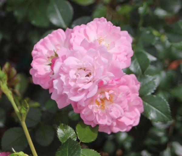 Bodendeckerrose 'Satina®'