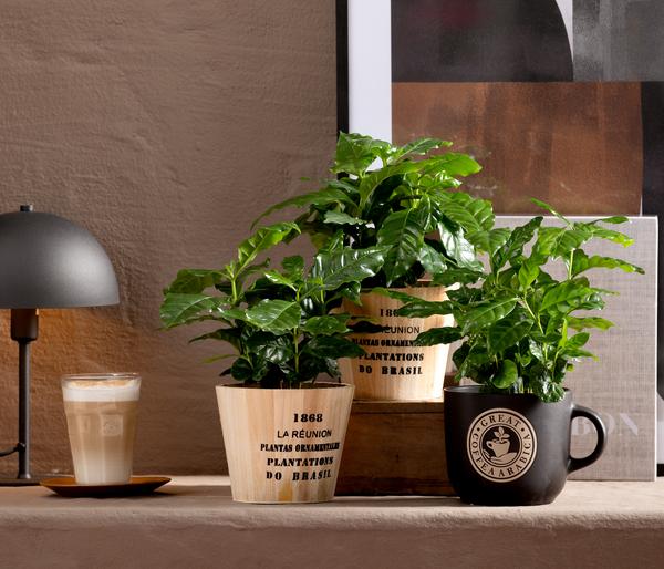 Kaffeepflanze - Coffea arabica, 3er-Set