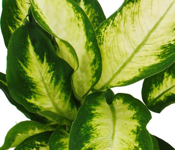 Dieffenbachien-Set - Dieffenbachia, 3-teilig