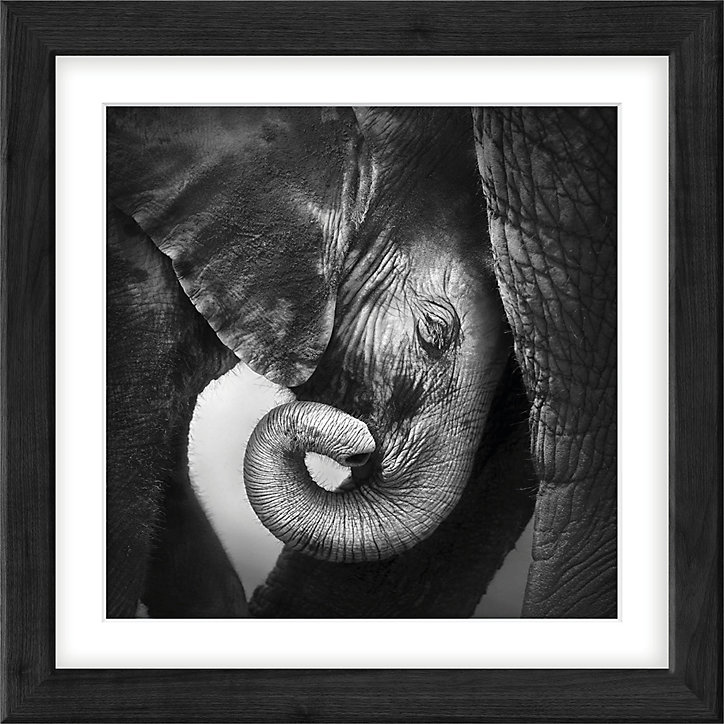 Photo encadrée adhésive Vinyl Way éléphant noir et blanc L.30 x l.30 cm