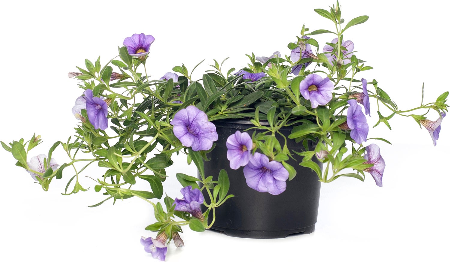 Minipetunia (Calibrachoa) D 12 H 10 cm