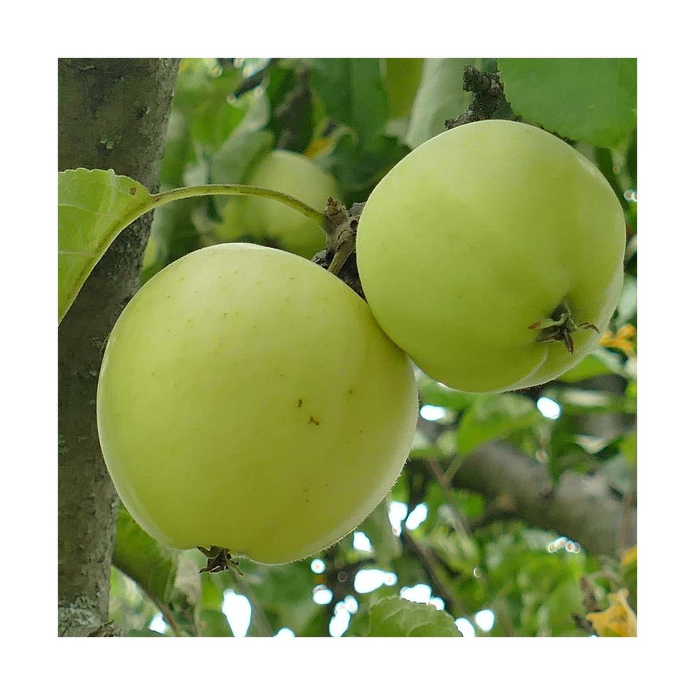 Pommier pumila golden delicious/malus pumila golden delicious[-]pot de 10l - gobelet 2 ans