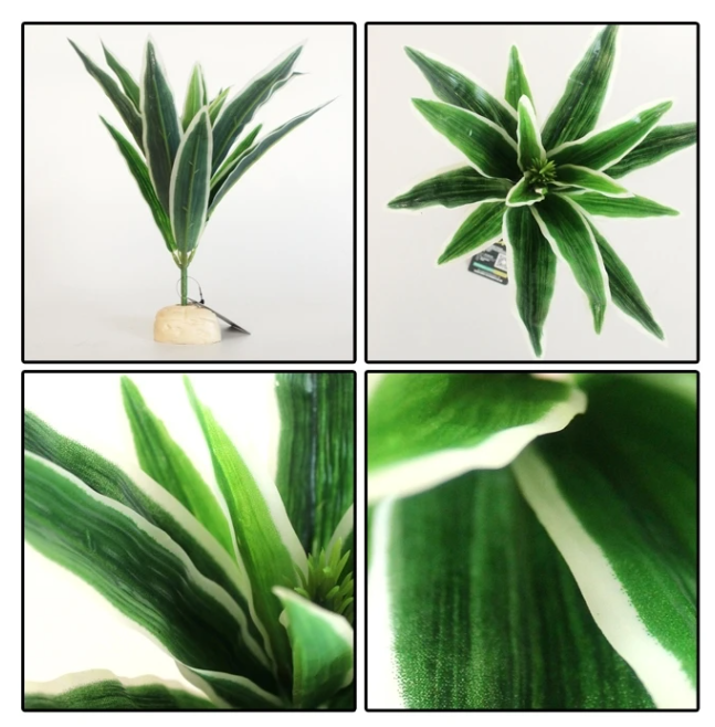 Planta decorativa para terrários