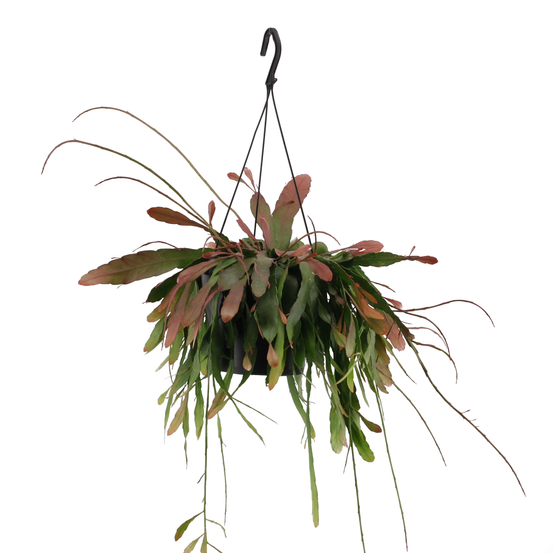 Rhipsalis Red Coral en suspension - pot D17cm