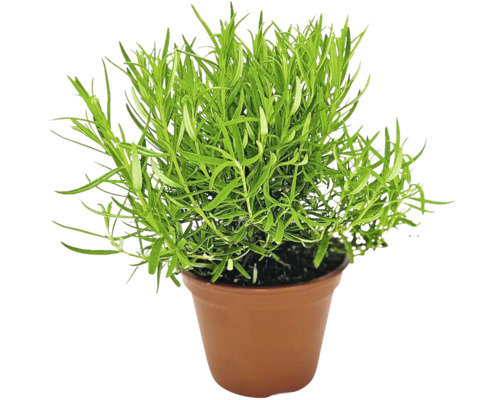 Biologische Rozemarijn FloraSelf Organic Rosmarinus officinalis Ø 12 cm Pot