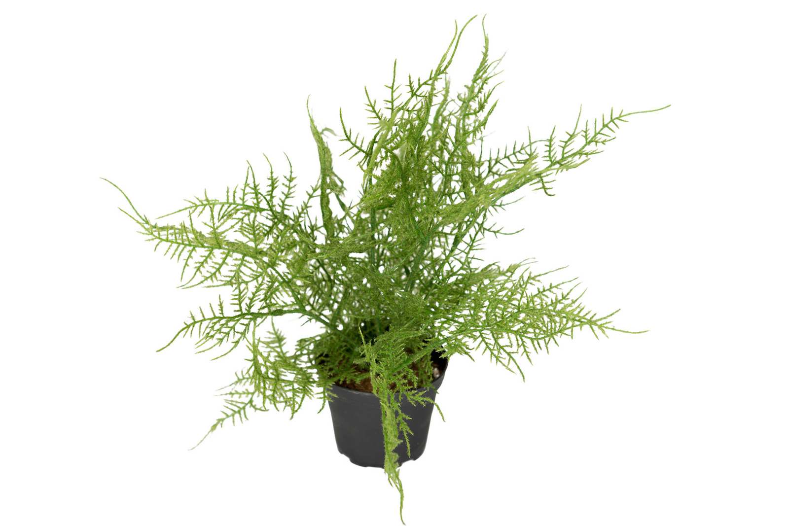 Plumosus potteplante Grønn. H30 cm