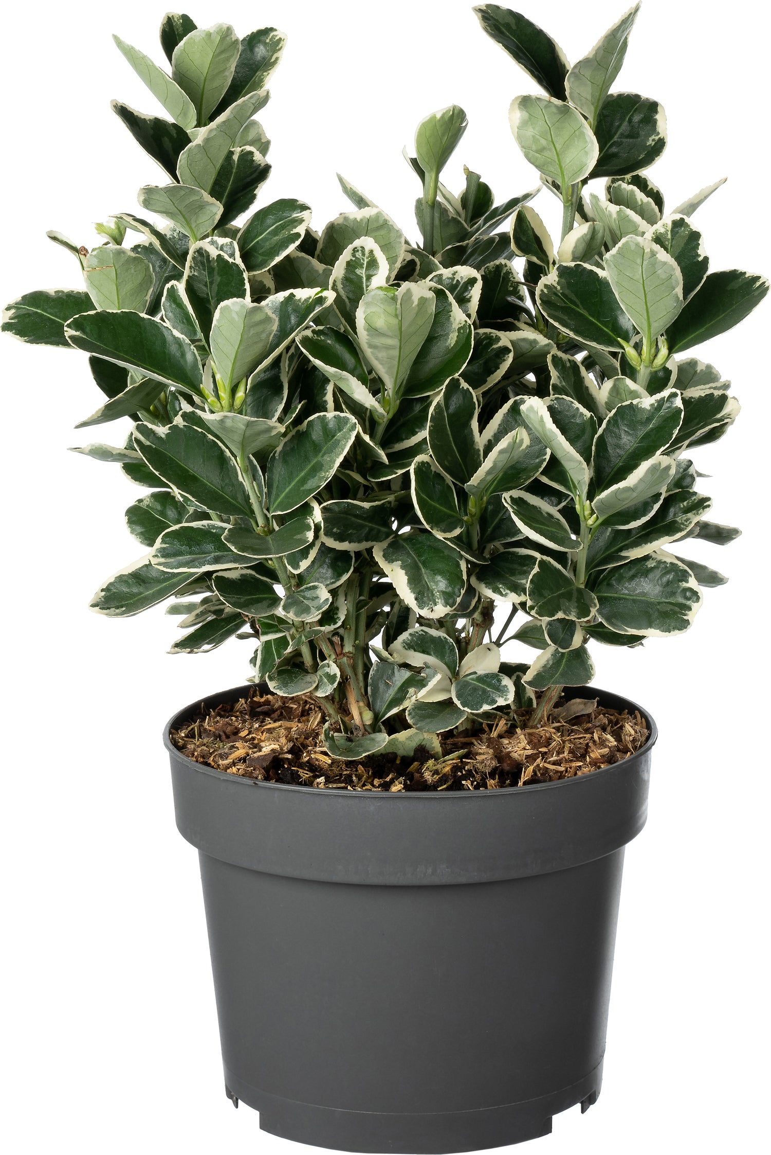 Japanse Kardinaalsmuts (Euonymus japonica 'Kathy') D 19 H 25 cm