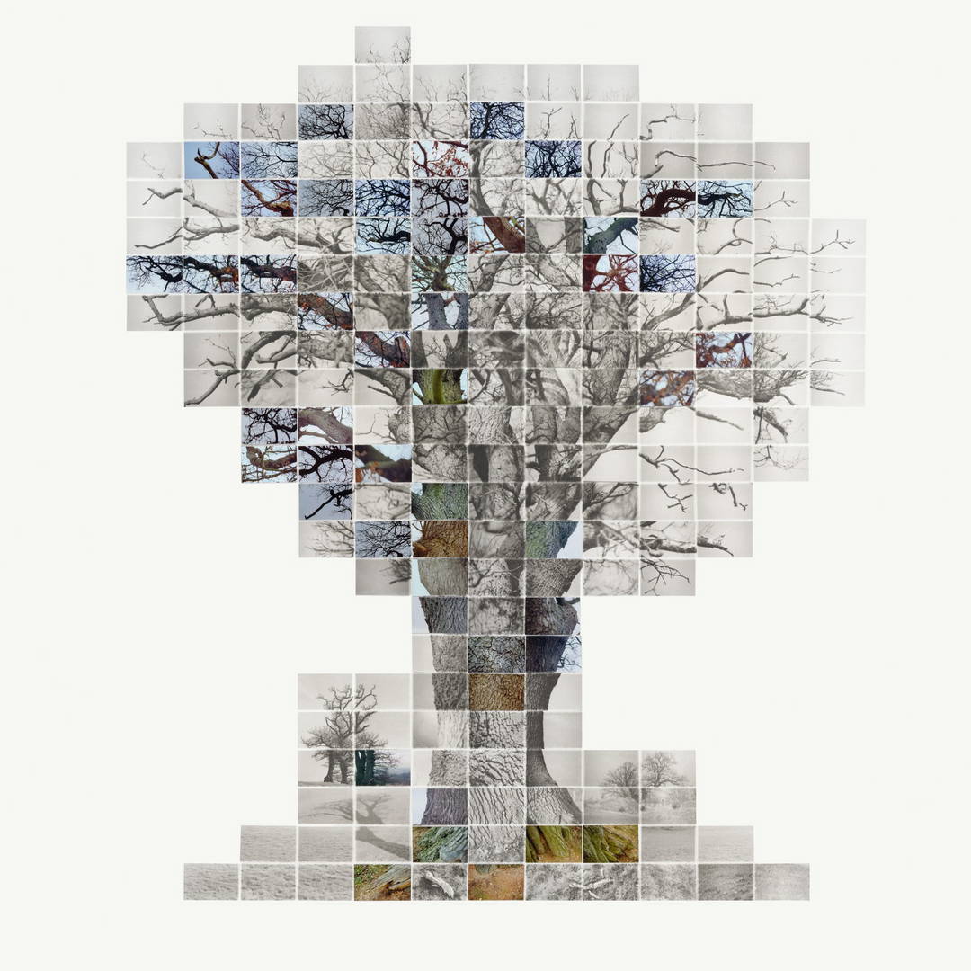 Film of the three trees, No 3 by Noel Myles - Limited Edition. Edition of: 100. Signed.