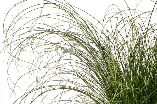 Garten-Segge 'Frosted Curls'