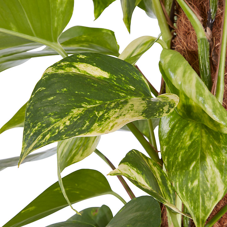 Grand Pothos sur tuteur en mousse 24cm