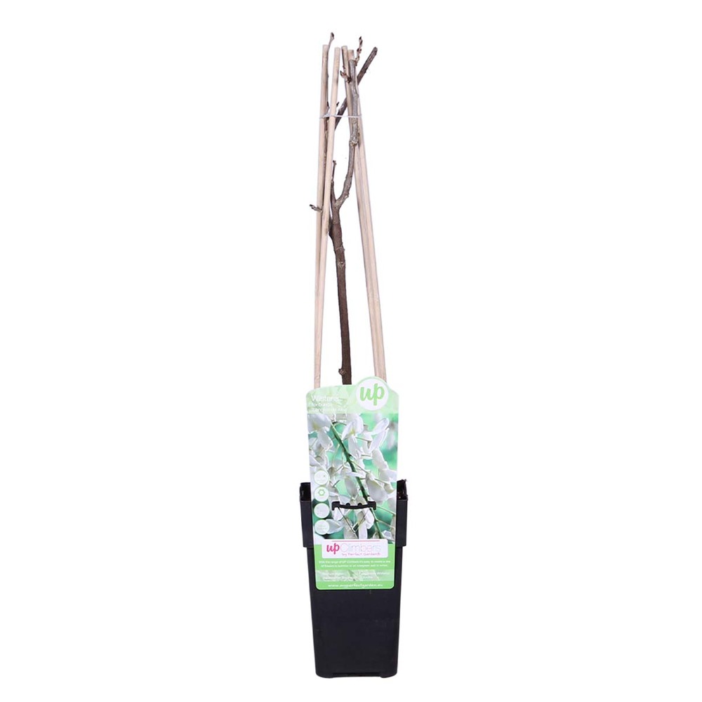 Glycine 'alba' - glycine - blanche - plante grimpante - peu d'entretien – ⌀15 cm - ↕60-70 cm