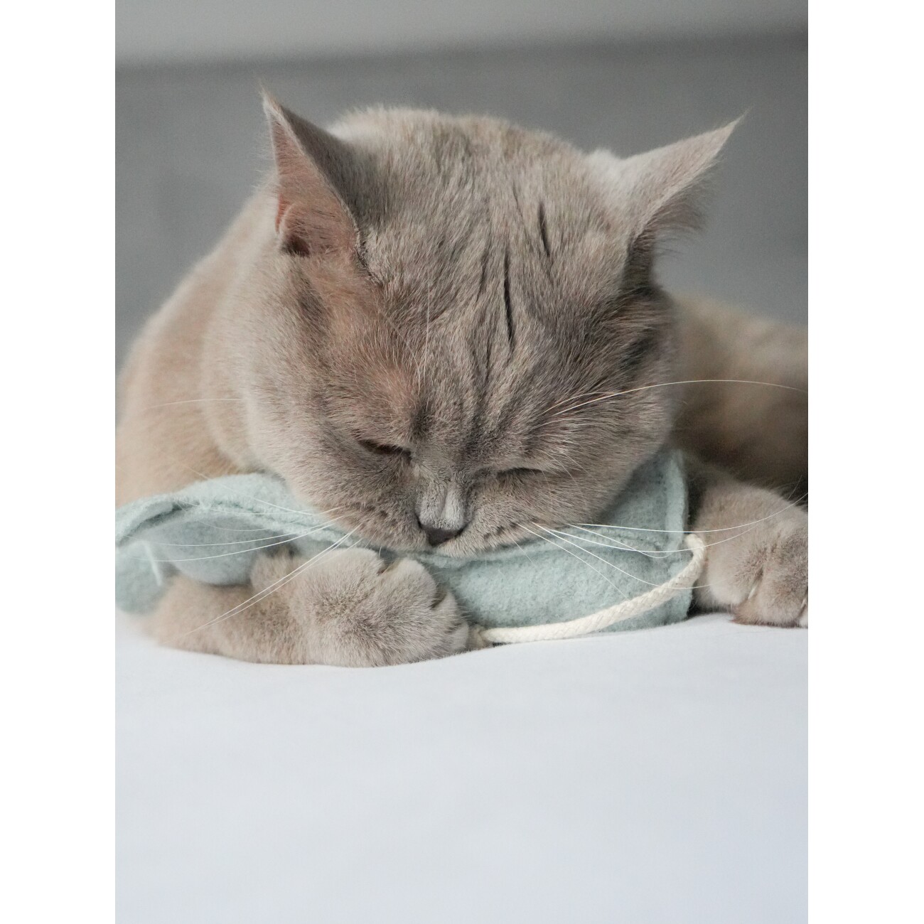 Kater Kasimir 3 x MÄUSERICH - Die XL Spielmaus für Katzen, handgenäht aus reiner Schurwolle mit Katzenminze-, Baldrian- und Matatabi-Füllung