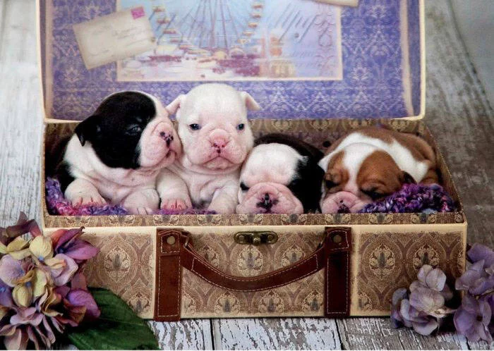 PUZZLE 500 PIECES - CHIOTS