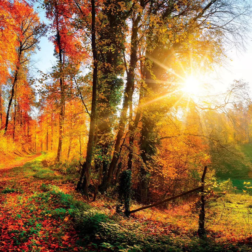 Glasbild 30 x 30 cm Sunny Autumn III