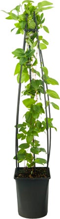 Bosrank (Clematis 'Jackmanii') D 23 H 117 cm