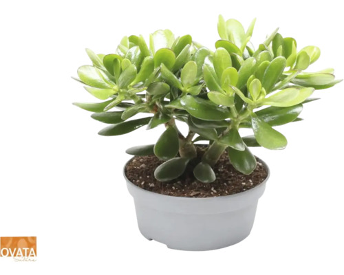 Dikbladige geldboom FloraSelf Crassula 'Magical Tree' H 30-35 cm Ø 20 cm pot