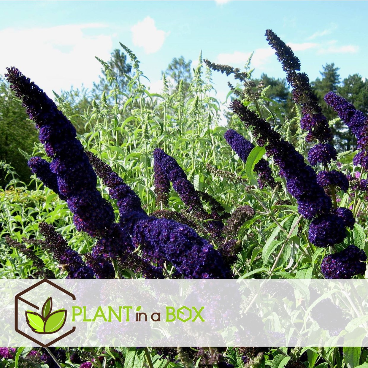 Buddleja davidii black knight - set de 4 - buddleia - pot 17cm - hauteur 30-40cm