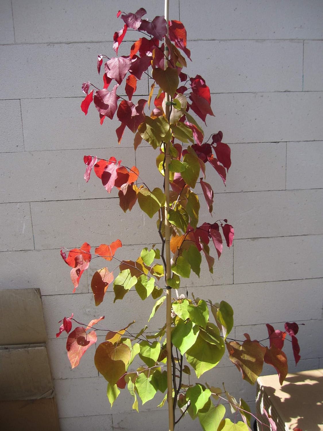 Cercis canadensis Eternal Flame - Kanadischer Judasbaum - 150-175cm
