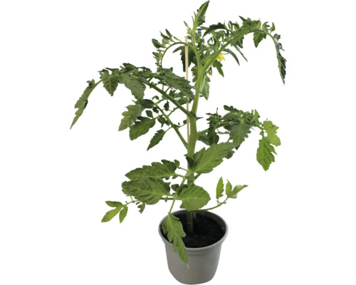 Bostomaat, saladetomaat rood FloraSelf pot Ø 10,5 cm, bijzonder ziekteresistent
