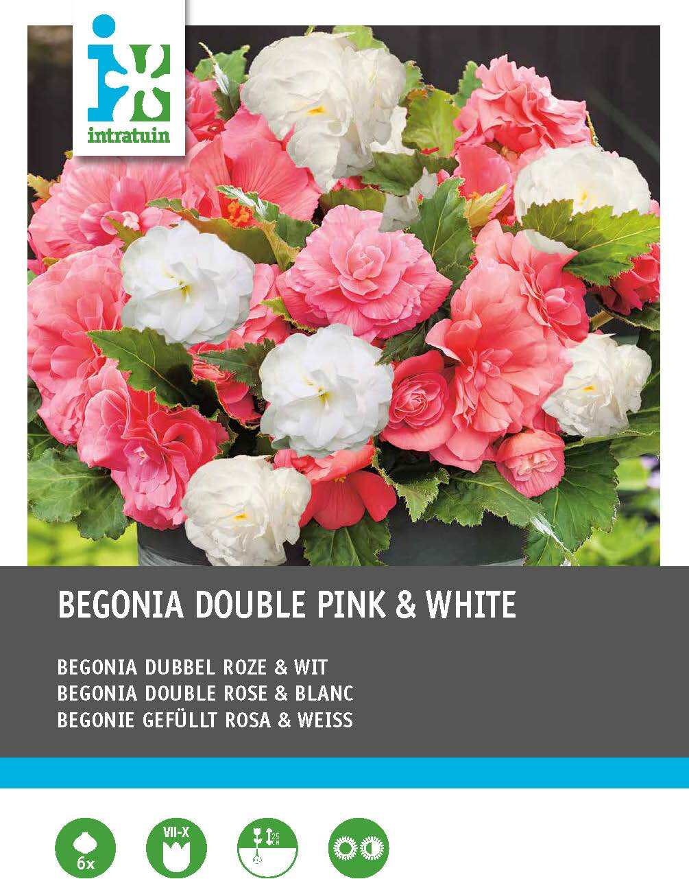 Intratuin Begonia dubbelbloeiende knol (Begonia) roze wit 6 stuks