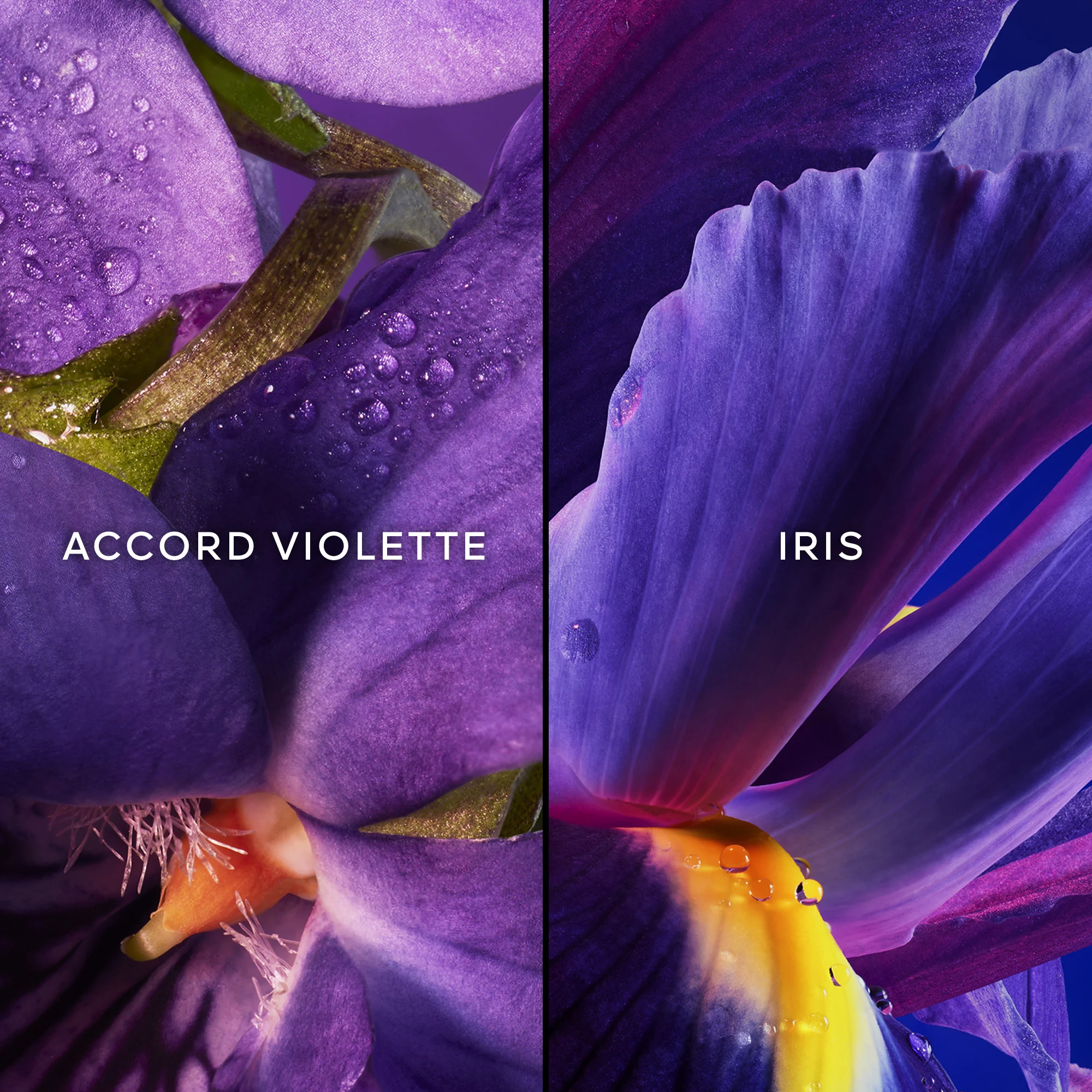 Insolence Eau de Toilette |