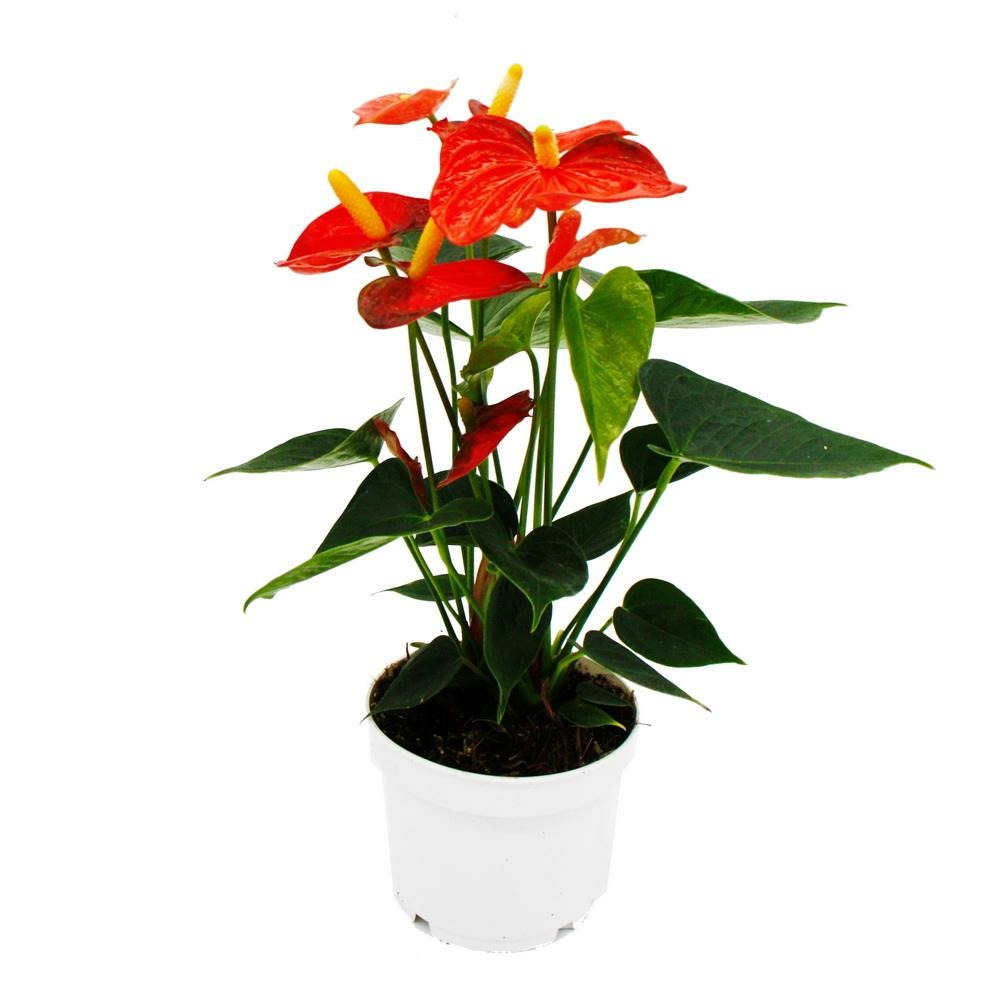Fleur de flamant rose - anthurium andreanum - anthurium - pot 12cm - 