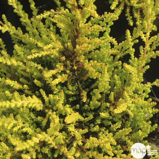 Calluna vulgaris 'Boskoop':conteneur 1 litre