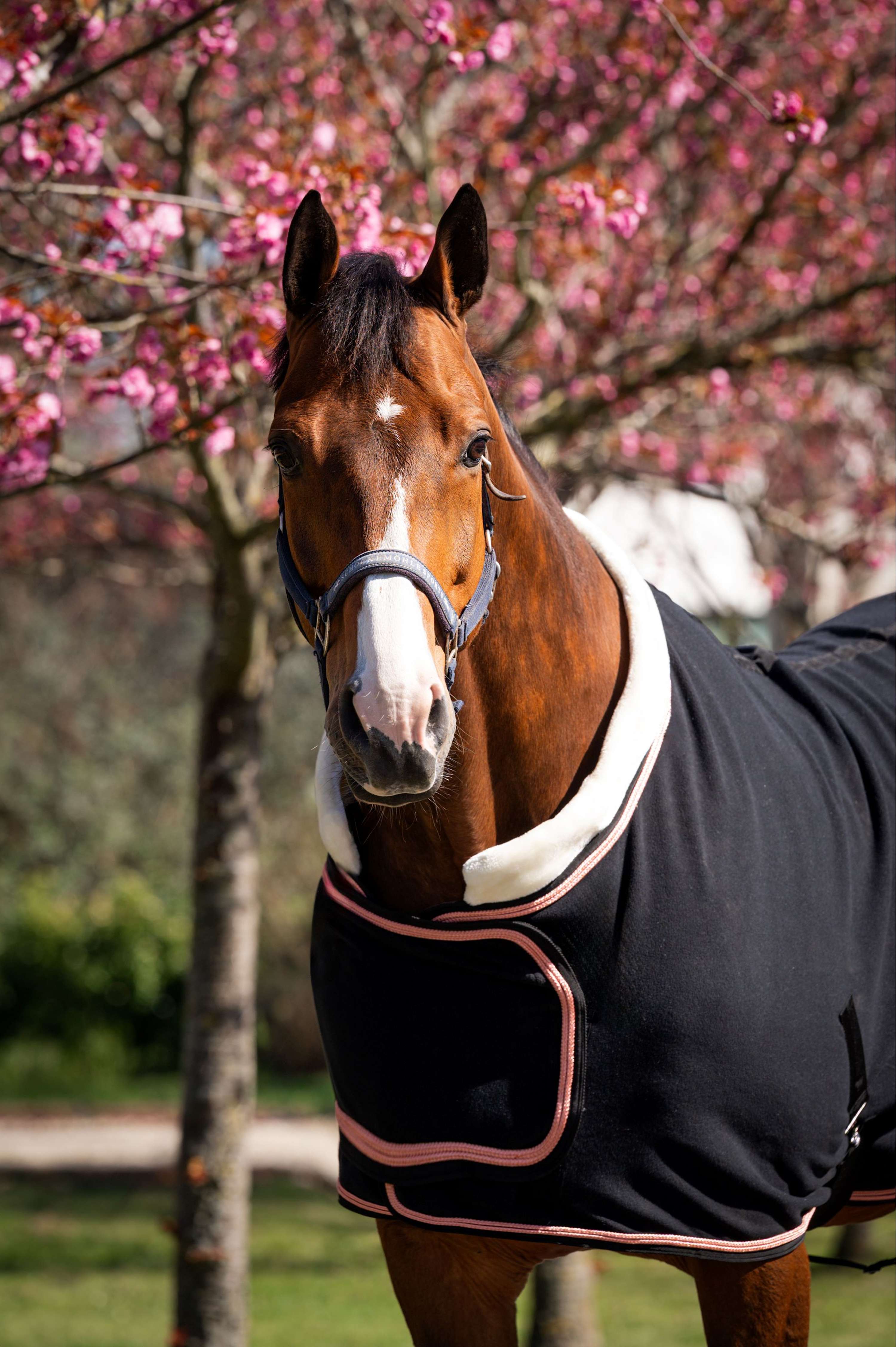 HB Showdeken Showtime Rose Gold Zwart