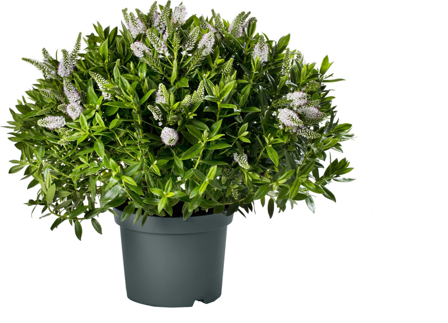 Struikveronica (Hebe hebedonna 'Jenna') D 23 H 45 cm