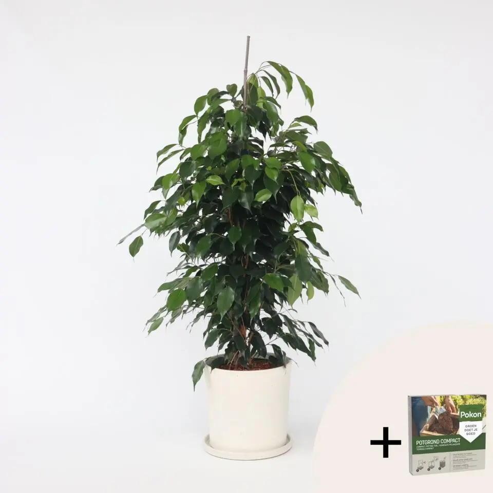 Treurvijg - Ficus benjamina 'Danielle' - Hoogte 100-110cm - ⌀21cm