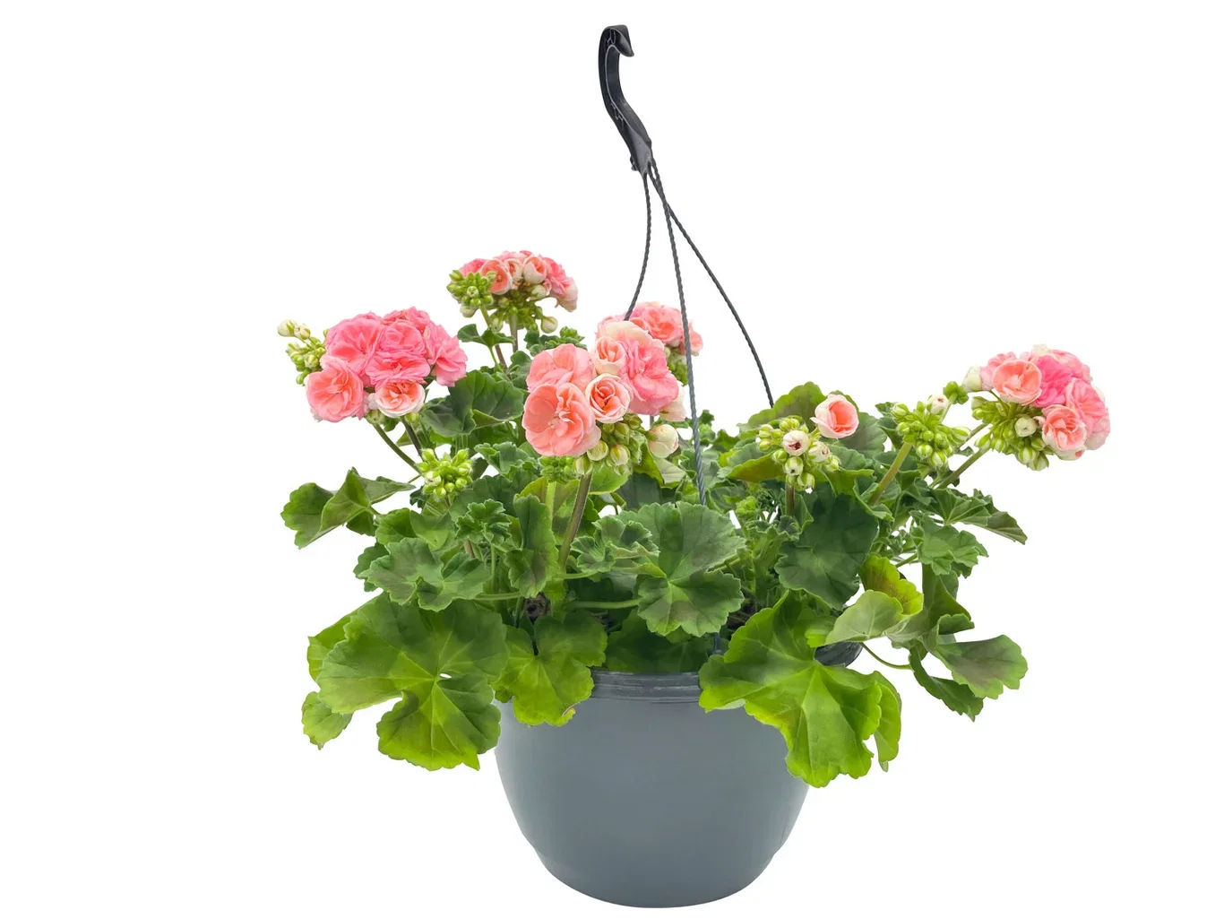 Pel. z. 'Astrid' h.basket 27 cm Pelargonia 'Astrid' Ø27 cm