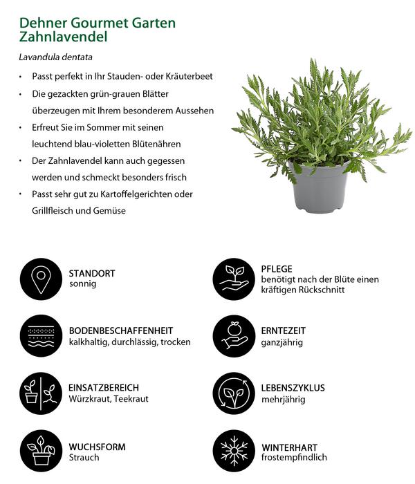 Dehner Gourmet Garten Zahnlavendel