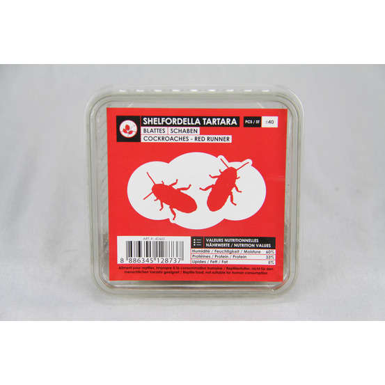Blattes pour alimentation reptiles, taille M, 12 pièces