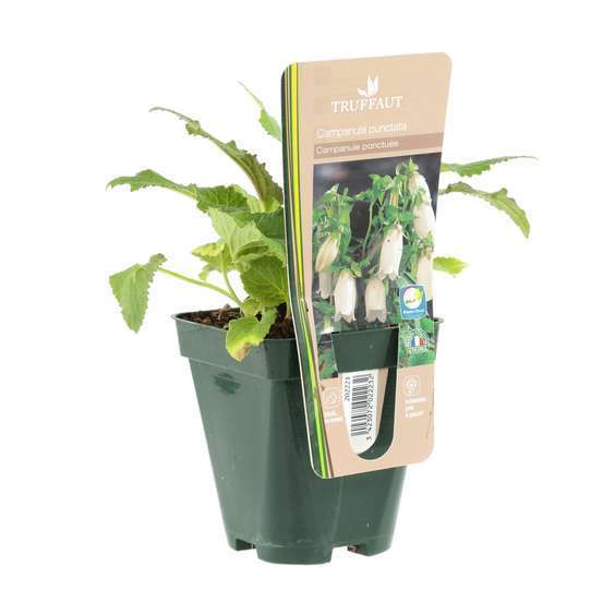 Campanule ponctuée : godet vert