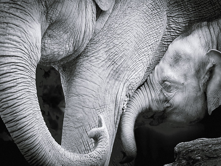 Affiche éléphants noir et blanc 60 x 80 cm