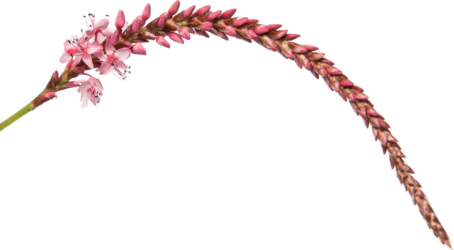 Duizendknoop (Persicaria amplexicaulis 'Rosea') D 11 H 15 cm