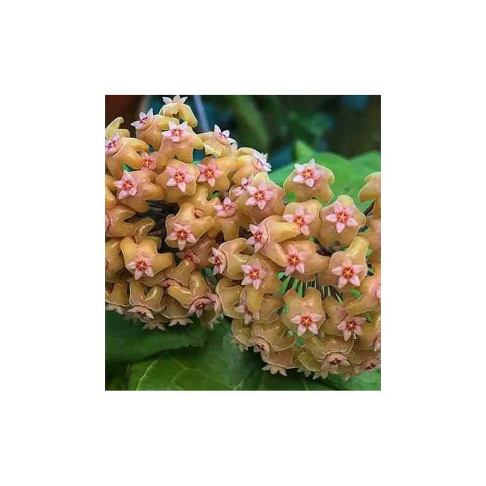 Hoya chuniana (fleur de porcelaine, fleur de cire) orange - taille pot de 2 litres - 20/40 cm