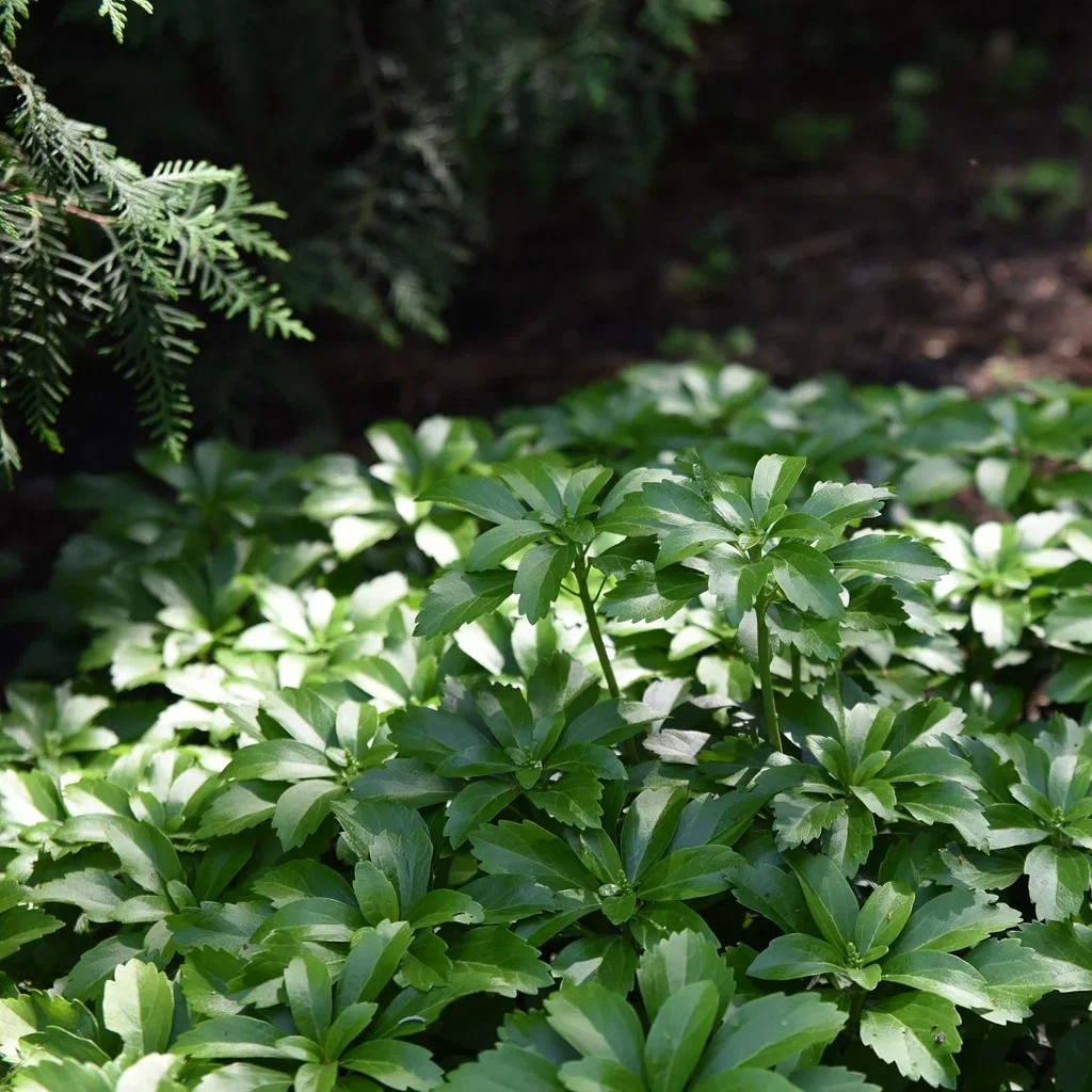 Pachysandra terminalis Vinterglans 6 pk