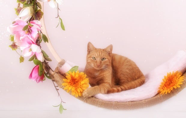 Fotoshooting Tiere in Niederwinkling als besonderes Geschenk