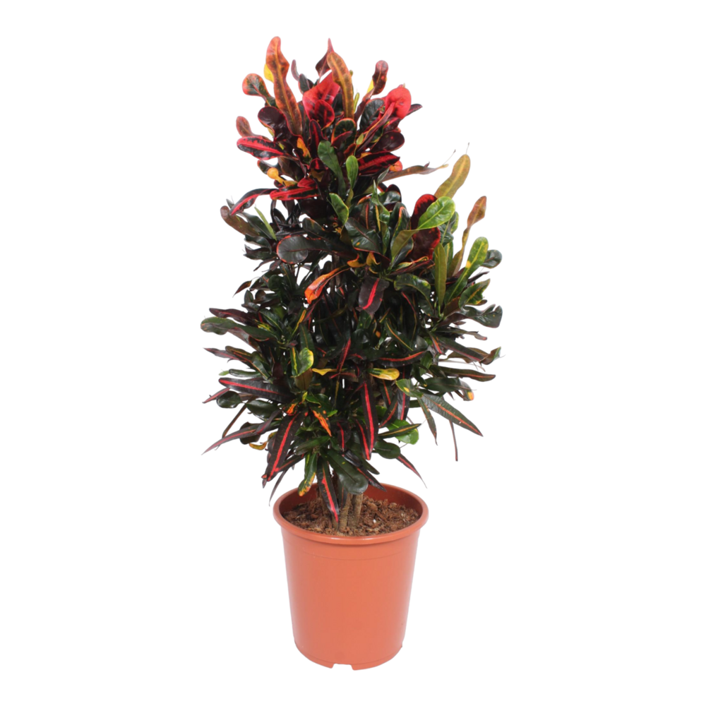 Plante d'intérieur - codiaeum mammi 100.0cm