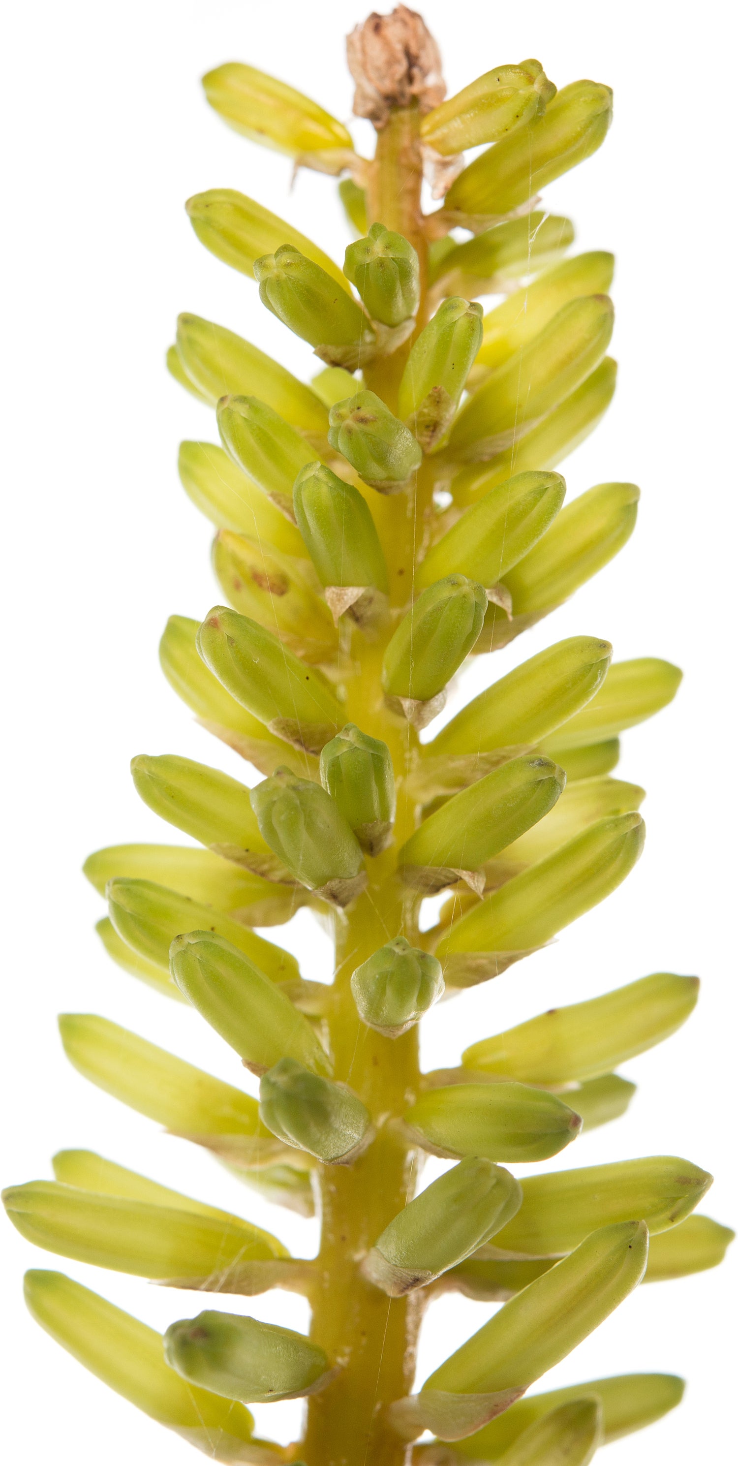 Vuurpijl (Kniphofia 'Little Maid') D 11 H 10 cm
