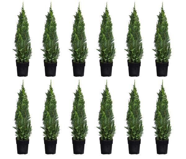 2-3 Meter Gartenzypresse 'Little Spire', 10 x
