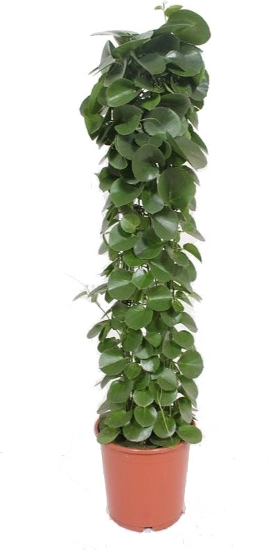 Suikerdruifje op zuil (Cissus rotundifolia) D 24 H 120 cm